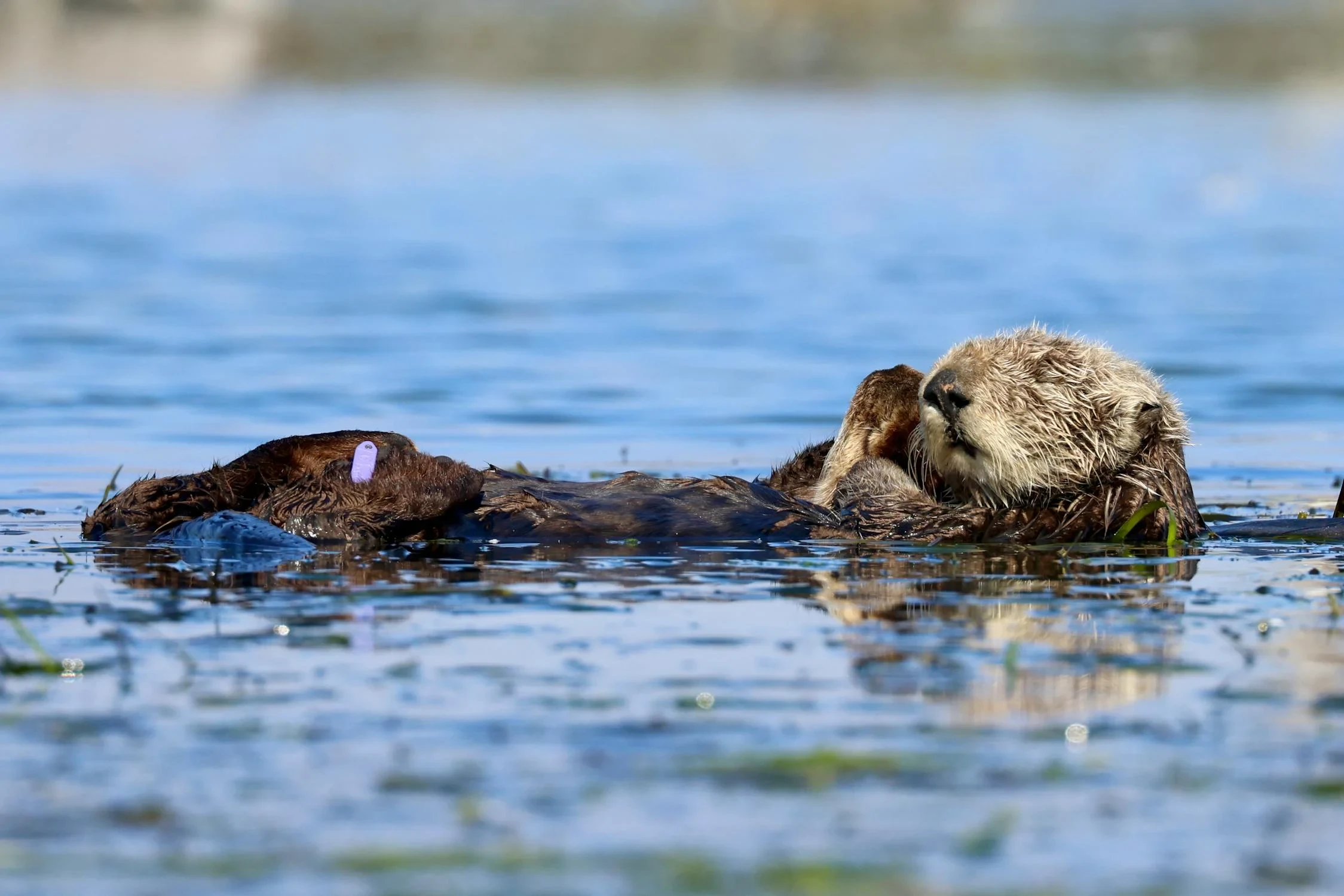 Dit wist je niet over otters - DekbedovertrekAanbiedingen.nl